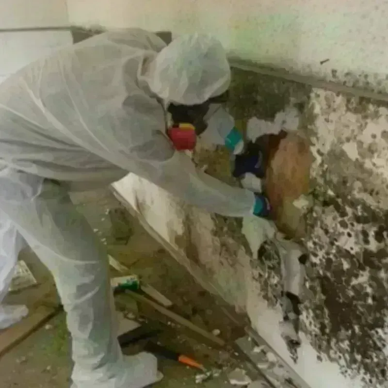 Mold Remediation and Removal in Forestville, MD